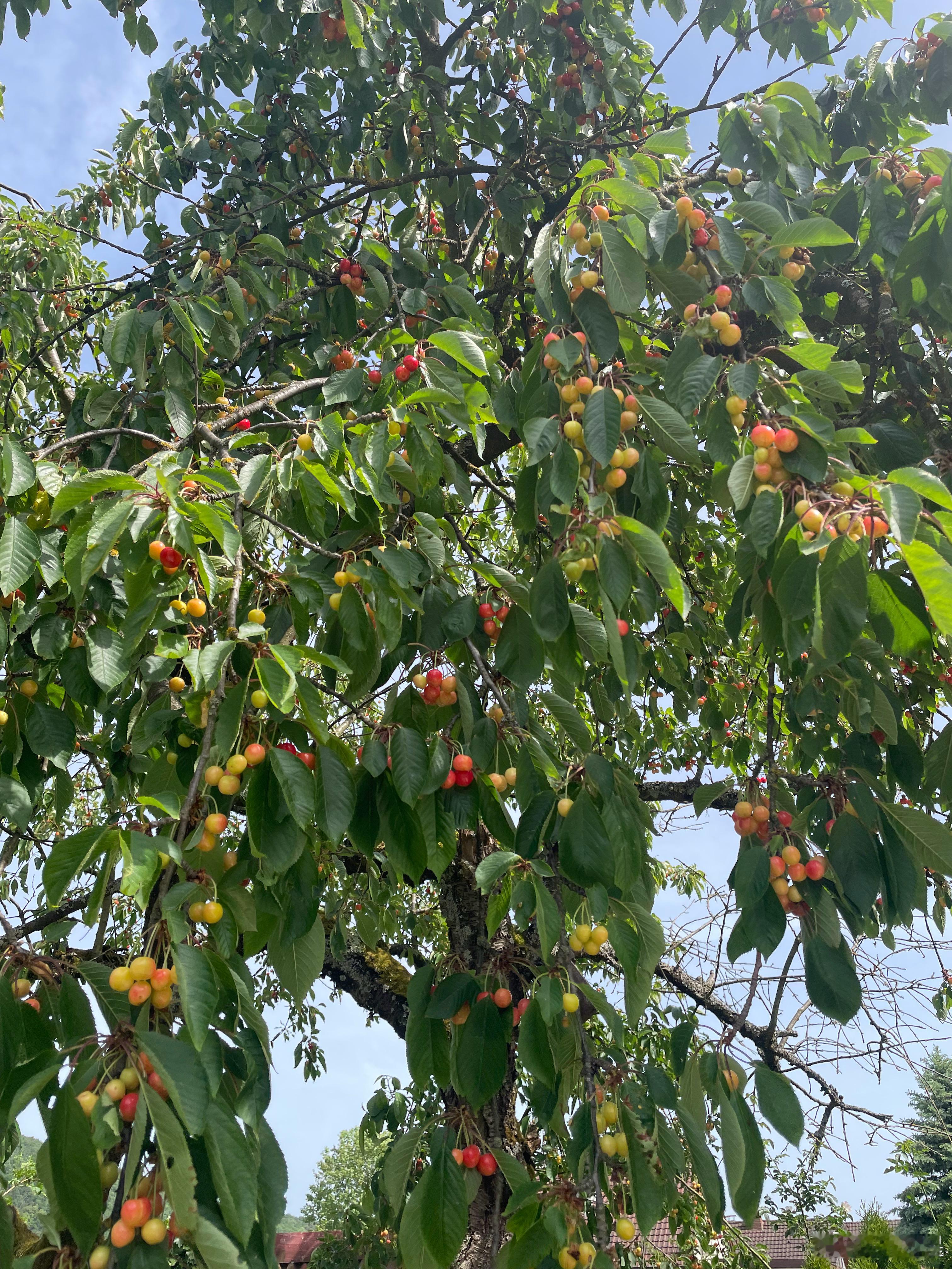 2026第一碗樱桃🍒啧啧啧😋种水果树真的好，养好了，树大根深，平常也不用管她