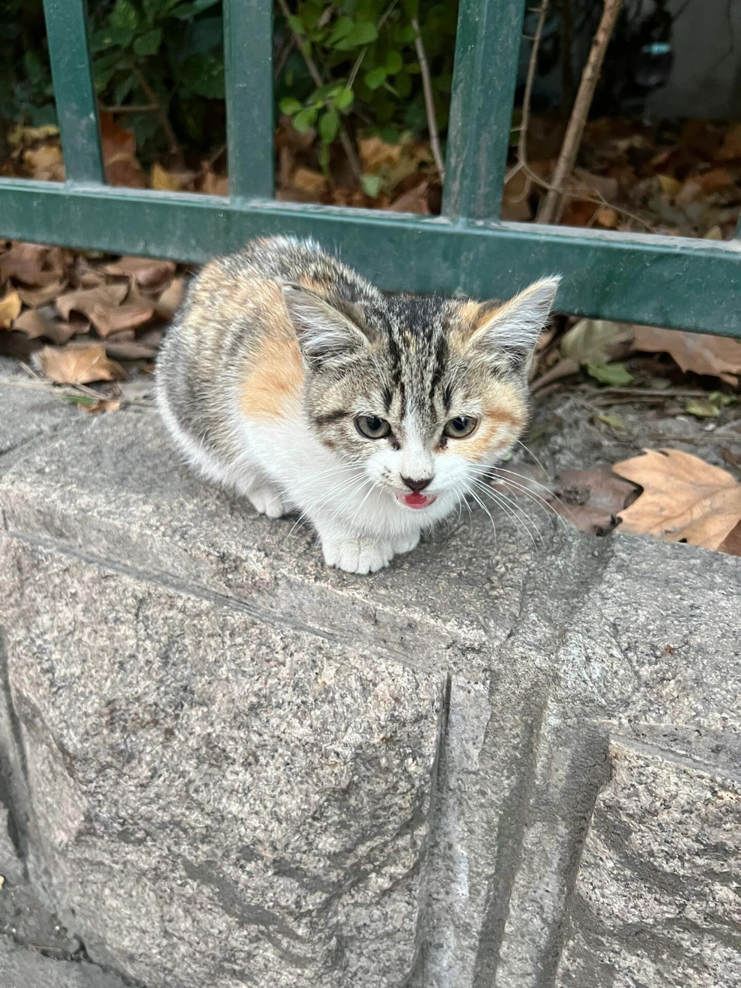路边的小猫咪也太乖啦！​​​