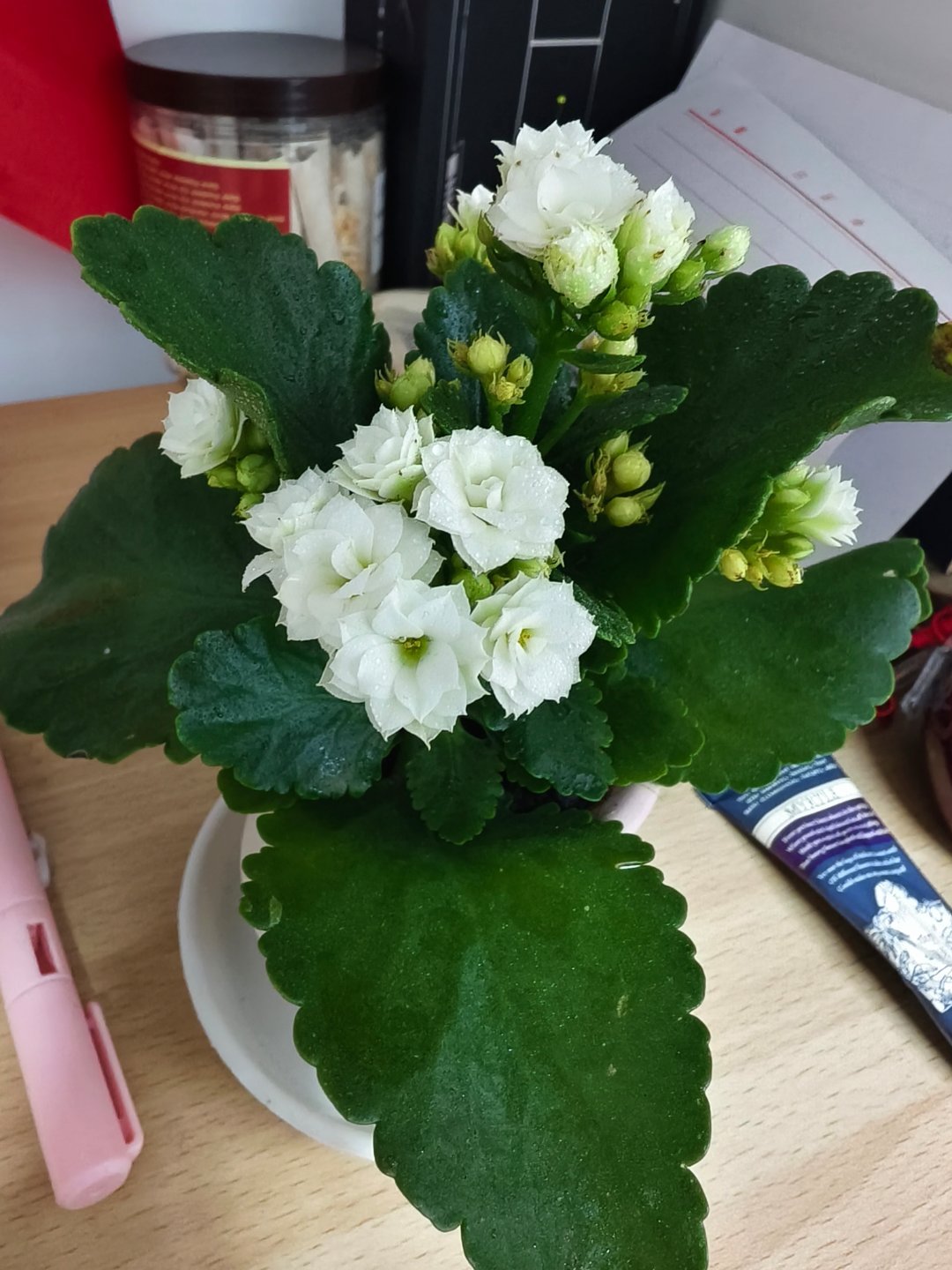 今天的花长这样