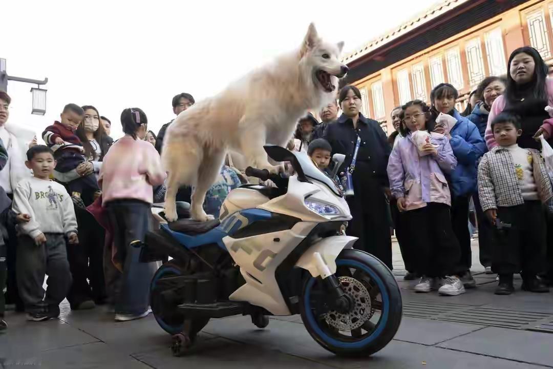 2026年初，全国摩托车销量同比大增25.9%，与近200个城市的“禁摩令”形成