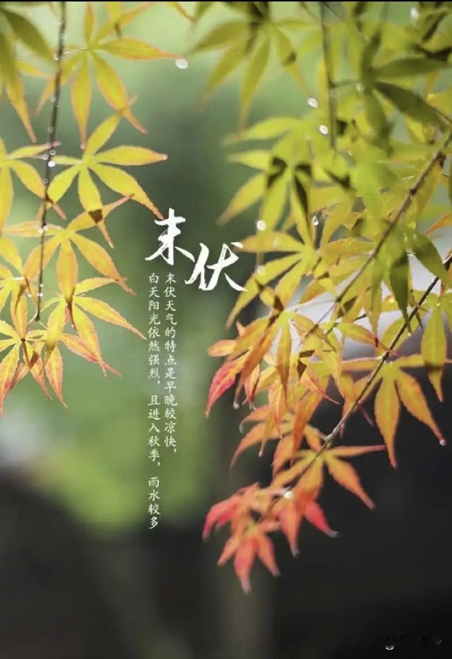 今日末伏，老人说最怕“末伏一日雨”，今日下雨有啥预兆？早了解立秋收尾迎末伏