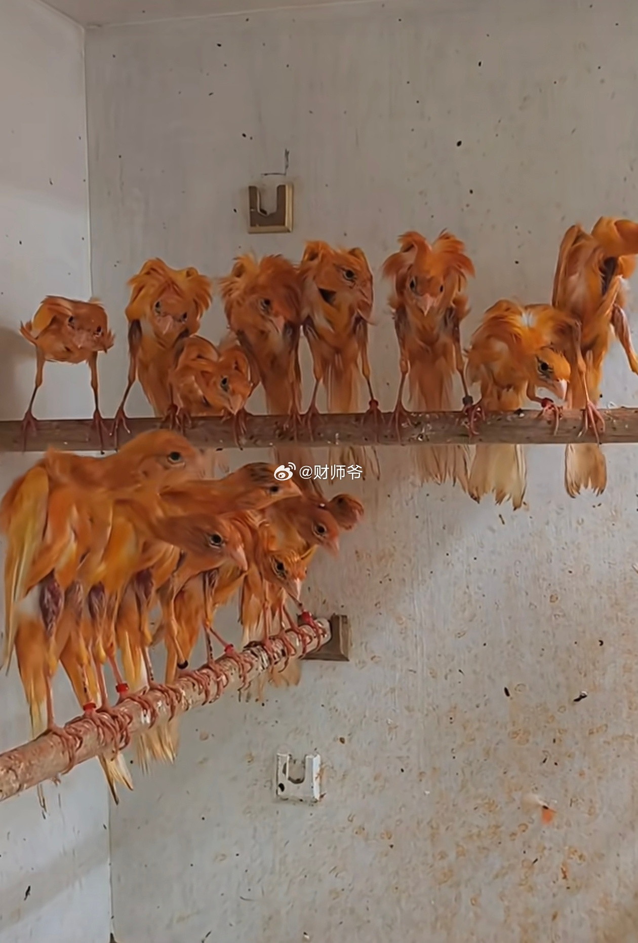 这种难看的鸟，叫“西班牙驼背鹰玉鸟”，原产于西班牙，中国国内已繁育成功二代三代。