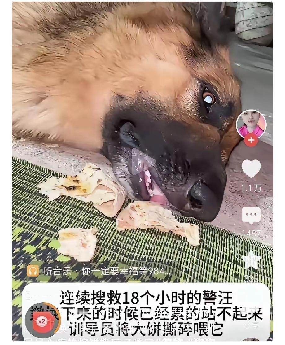 先撑不住的，是那条搜救犬。它从废墟边上下来，走两步，腿一软，趴在地上不动了。