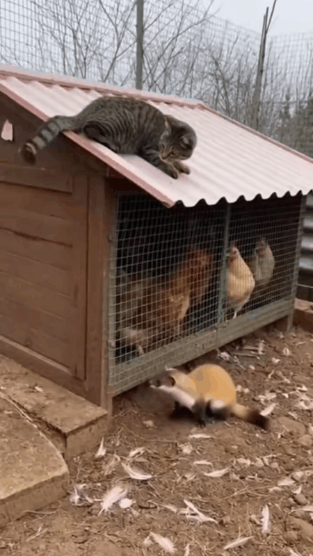 莫伸手，伸手必被捉！一农户养了十几只鸡，不知道什么原因，隔三差五的就少一只。