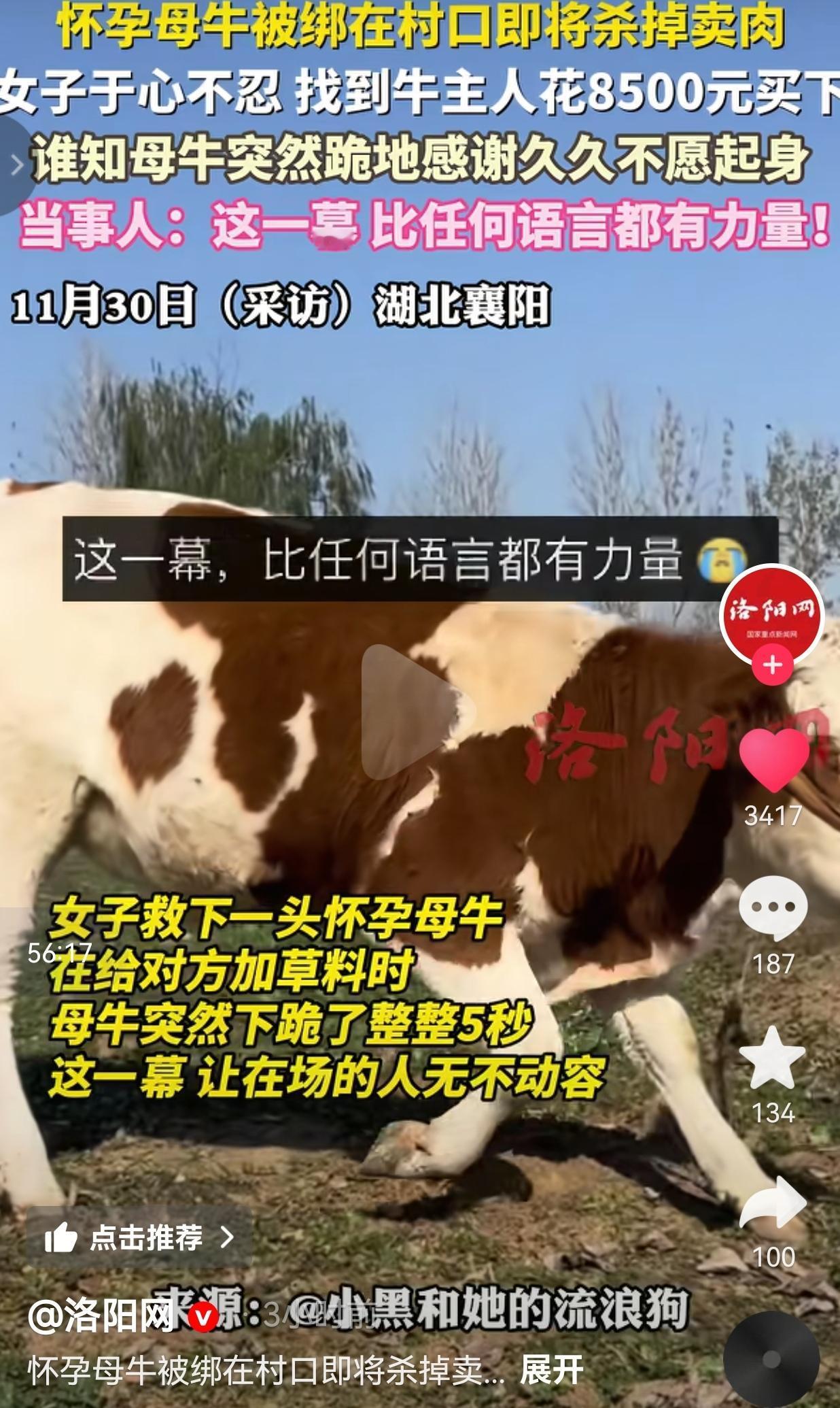 万物皆有灵！11月26日，湖北襄阳，一头母牛被绑在村头，大家都知道，这头牛第二天