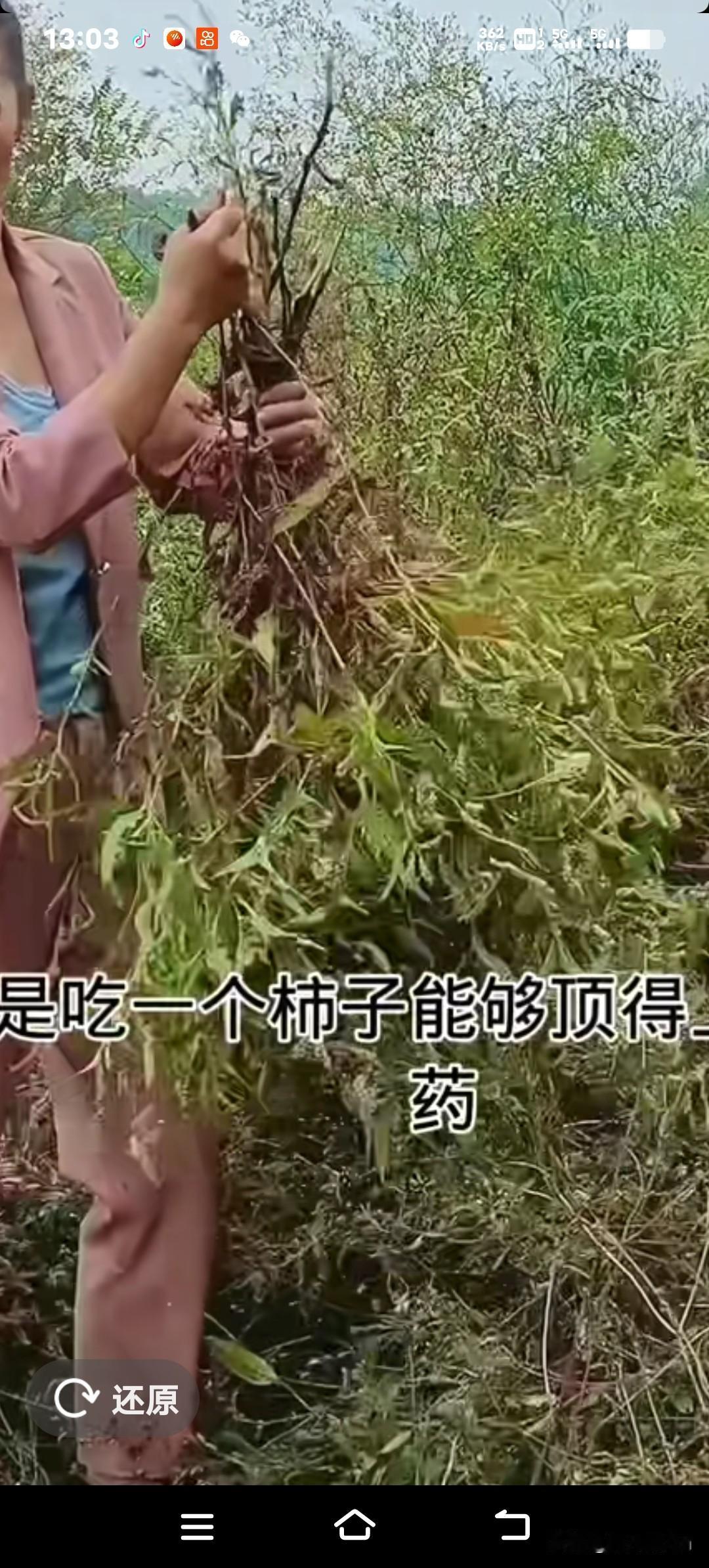 惊呆了!柿子对抗3种慢性病，医生：常吃但别错吃别再被“柿子对胃不好”的老说法误