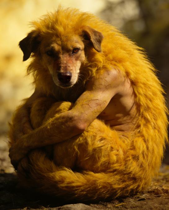 品读《山海经》500——《海内北经》环狗原文：环狗，其为人兽首人身。一曰猬