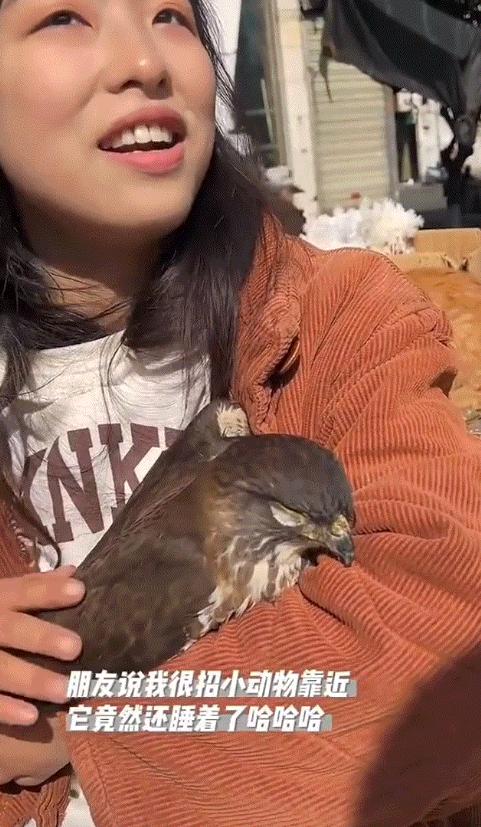 四川一女子正在外边晒太阳，—只大鸟突然飞进了她的怀里，本来以为受伤了，可全身检查