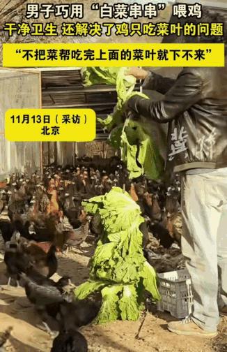 这人怎么会这么聪明！”北京，一男子养了上千只鸡，可让他困扰的是，这些鸡特别挑食，