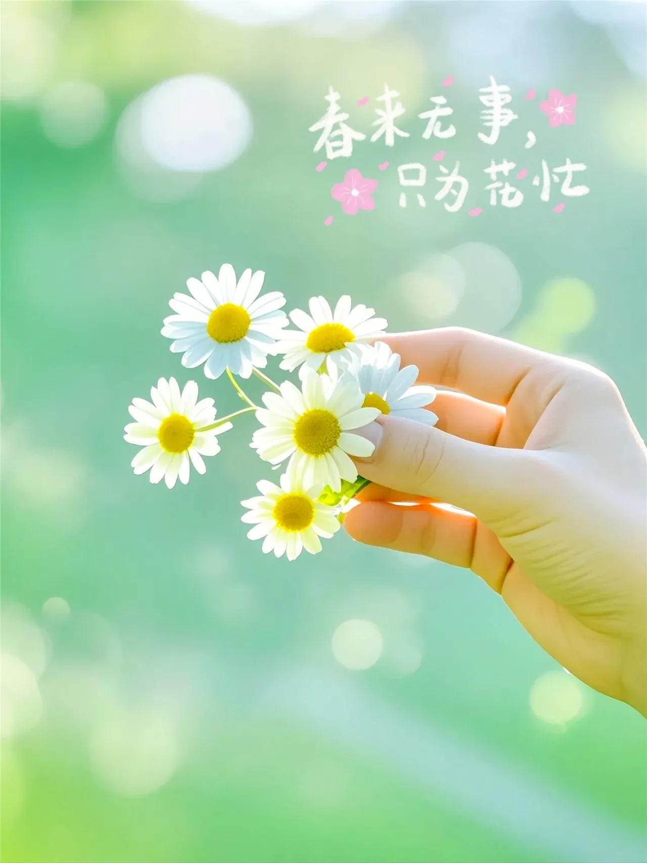 🌸🌸🌸岁月悠悠时光流转又是一年花开季人生就像这四季更迭每个季节都有