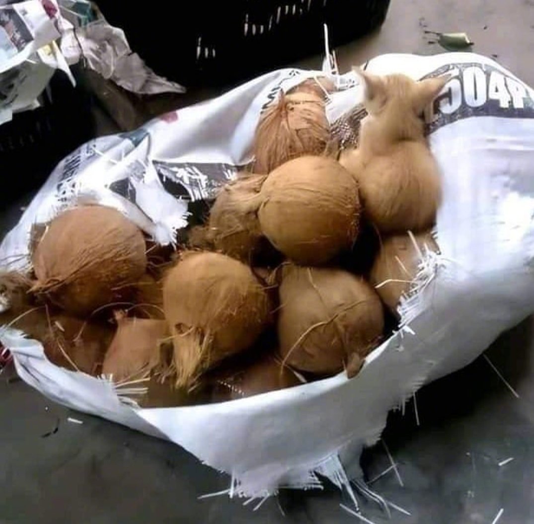 试图混入货物增加主人的收入。