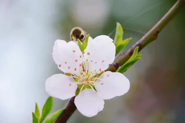 精选诗词|凄风楚雨漫思涯, 寂寞林姝彼岸花