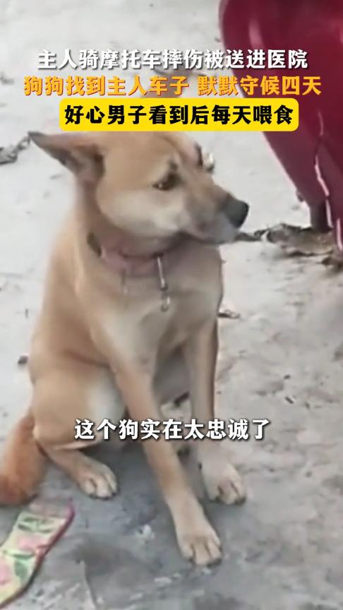 “万物皆有灵！”近日，四川绵阳，一男子骑摩托下山时，不慎摔进沟里，随后被送去医院