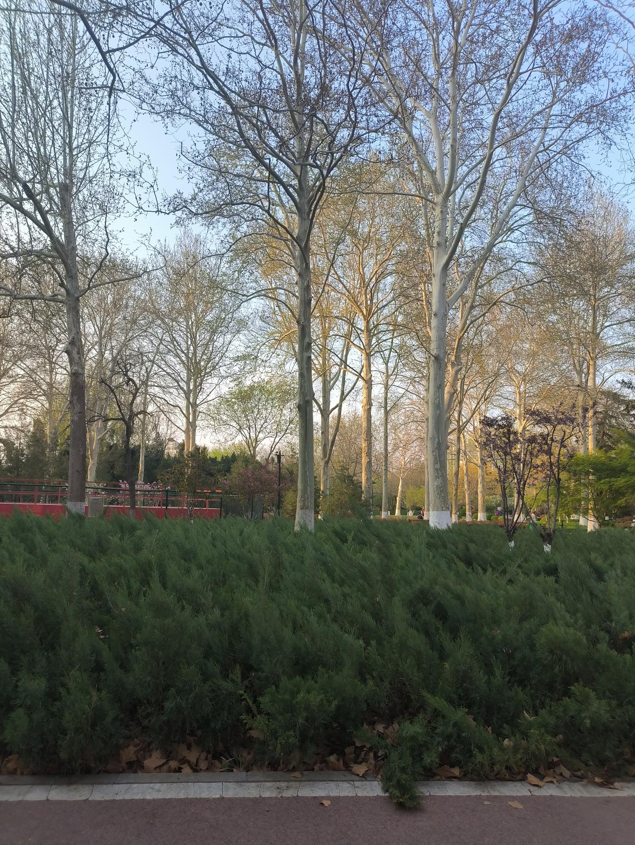 我一直认为淄博人民公园是淄博市最好的公园，并不是因为他花了多少钱或者有多少高档的