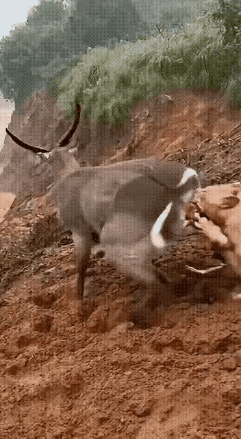 我非常佩服这只“食草动物”[赞]能在生死存亡的紧急关头保持清醒的头脑，也是给“