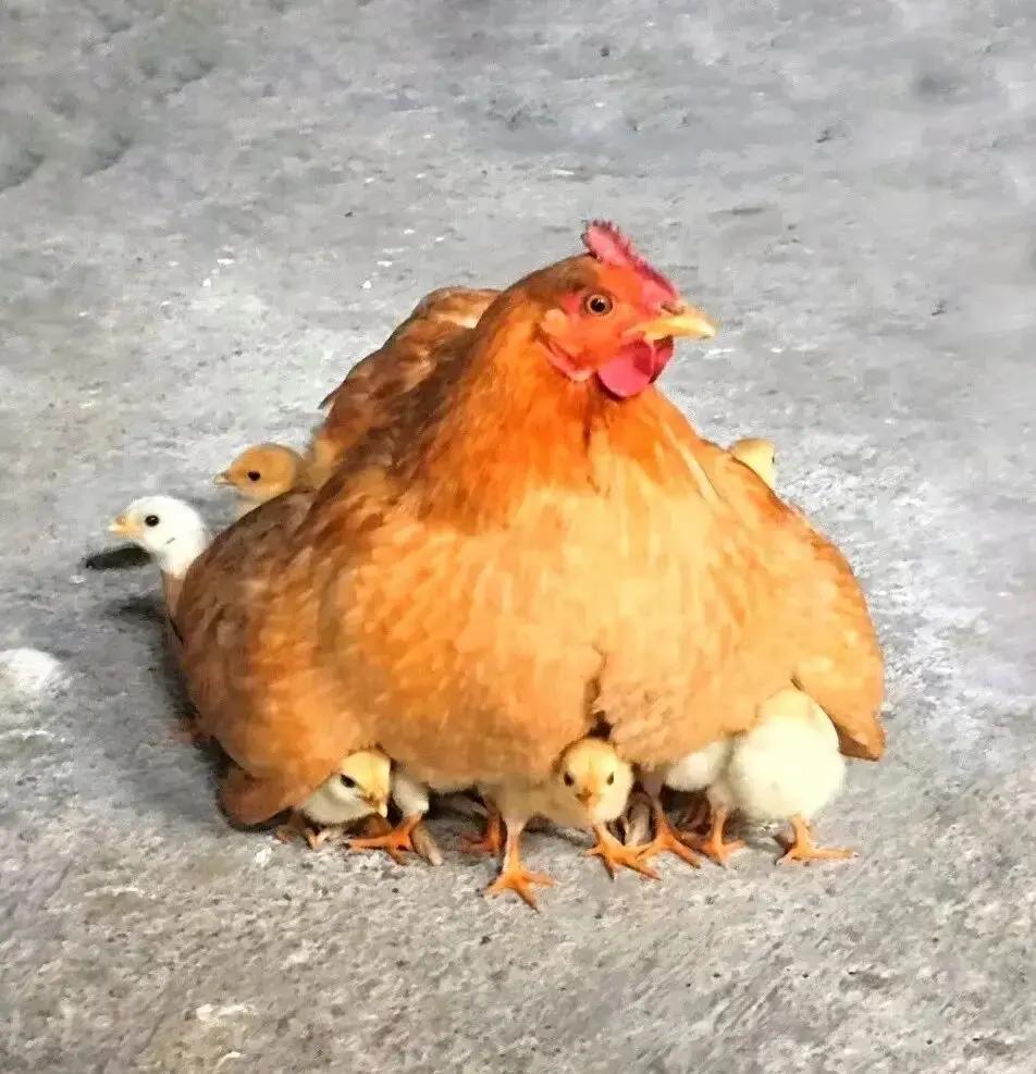 倪萍借钱救子第十年，闫学晶还在攒学费倪萍说，最穷那年把首饰全卖了，只够虎儿