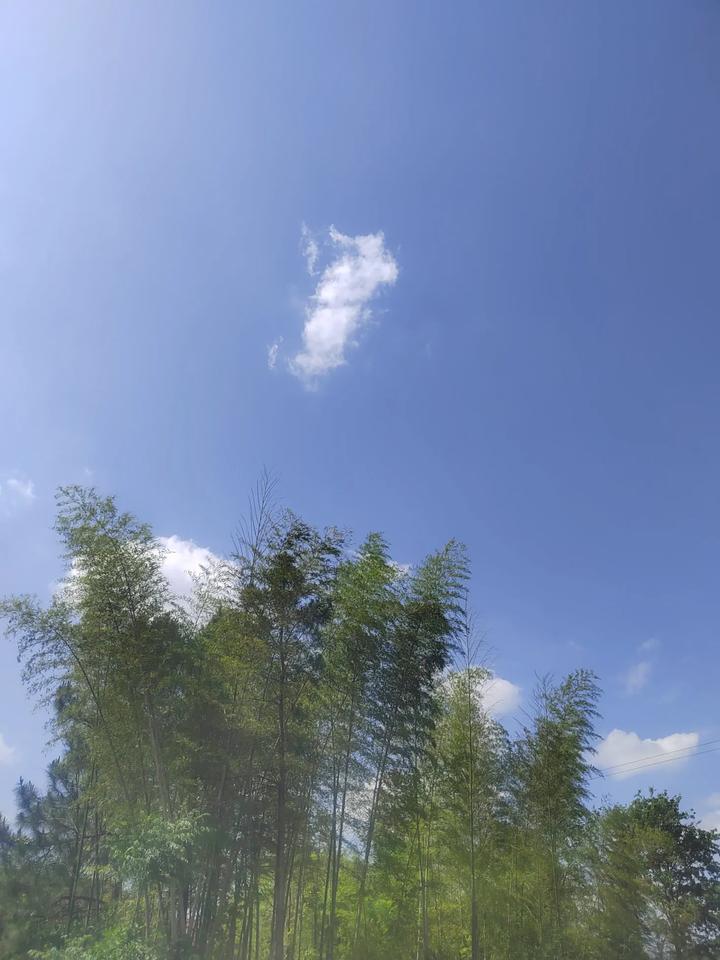 蓝天白云，绿树环绕，玉竹临风，辣椒吐春，玉米争夏，茄花娇娆。空旷的乡间，青山绵延