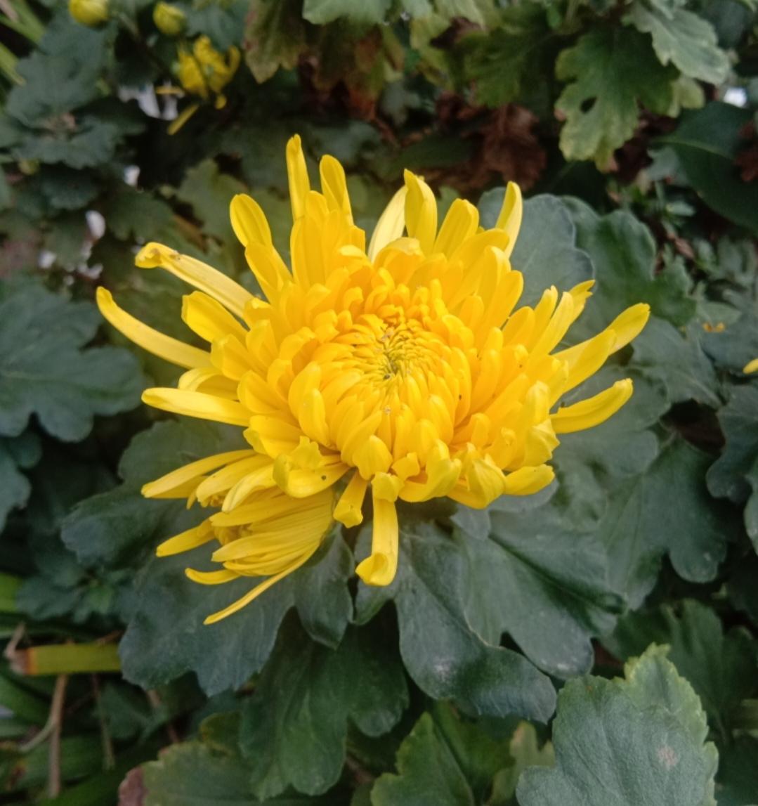 分享一张秋色的美景多姿多彩的伏牛山