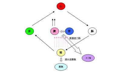 呵护生命动力之源--脾胃