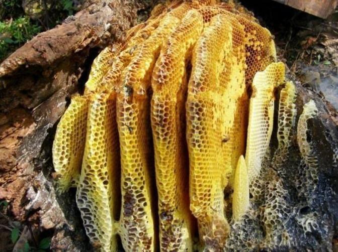 这些是“克烟”的食物, 但有许多人不知道