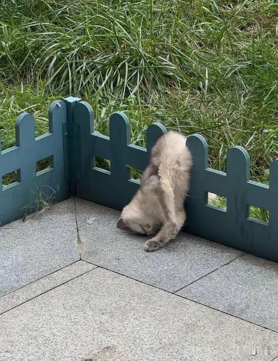 太可怜了，这天一位小姐姐去小区公园锻炼，结果走到一个花坛旁边的时候，看到一只可怜