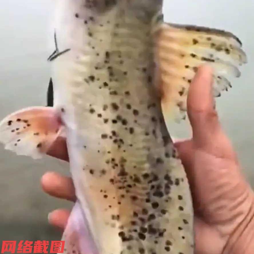 有男子在一处水域钓鱼，整个下午男子都在期望自己有个成果，结果还真如所愿。只不