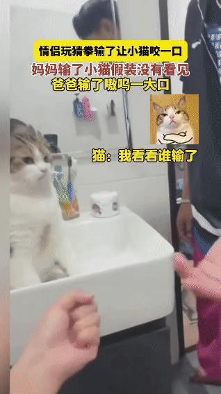 这猫是把“人情世故”刻进DNA里了！小两口玩猜拳，输了的要被猫咬一口——妈