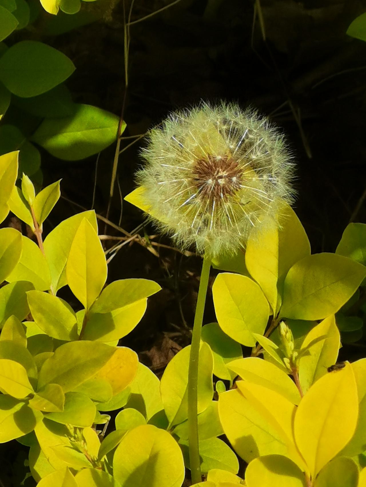 大自然美景怡人晒图笔记大赛春日风景图春日见闻感悟春天美感春天气氛感春