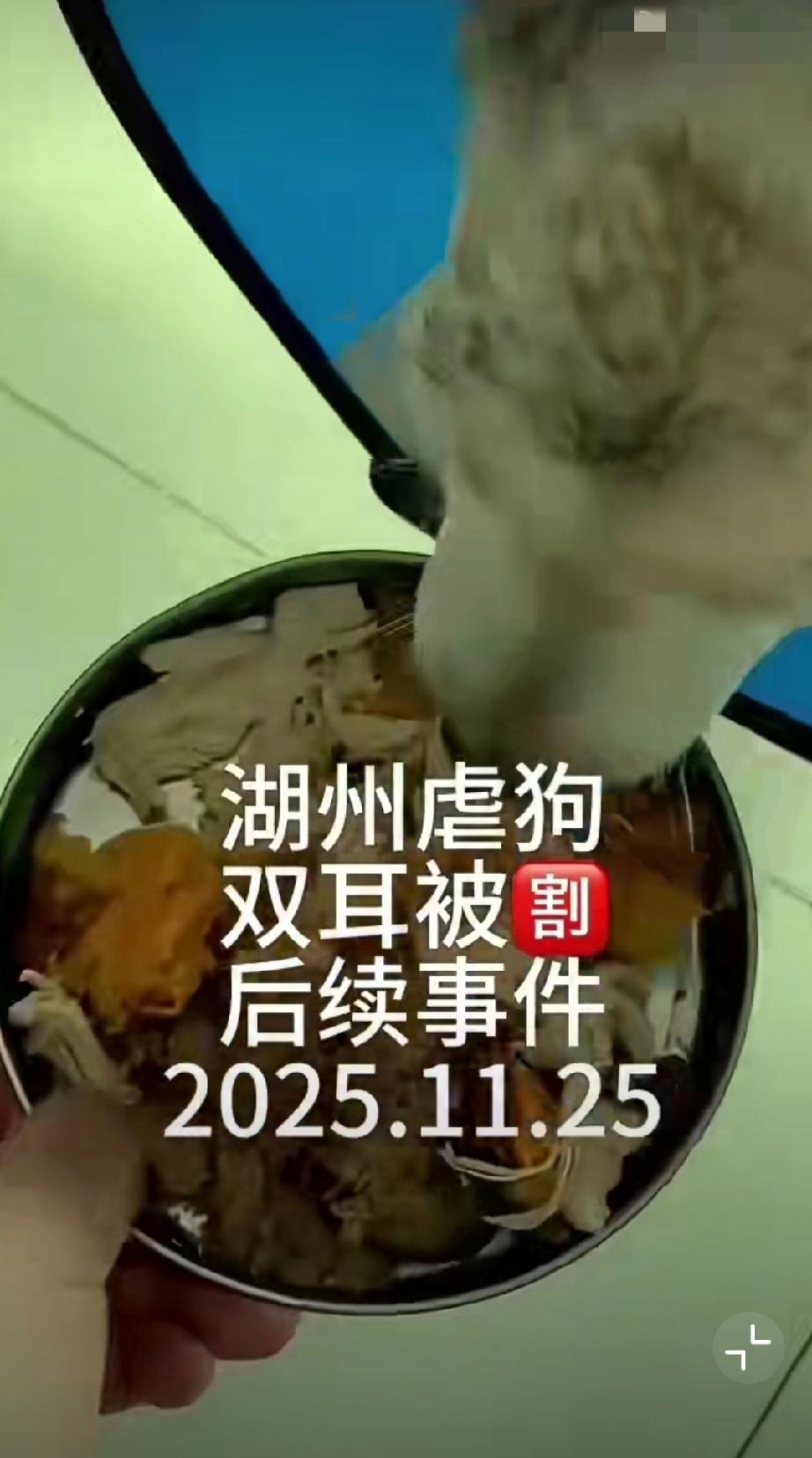 一只先小狗被人残忍割去双耳，万幸得到救助，11月25日博主更新后续，即将出院。（