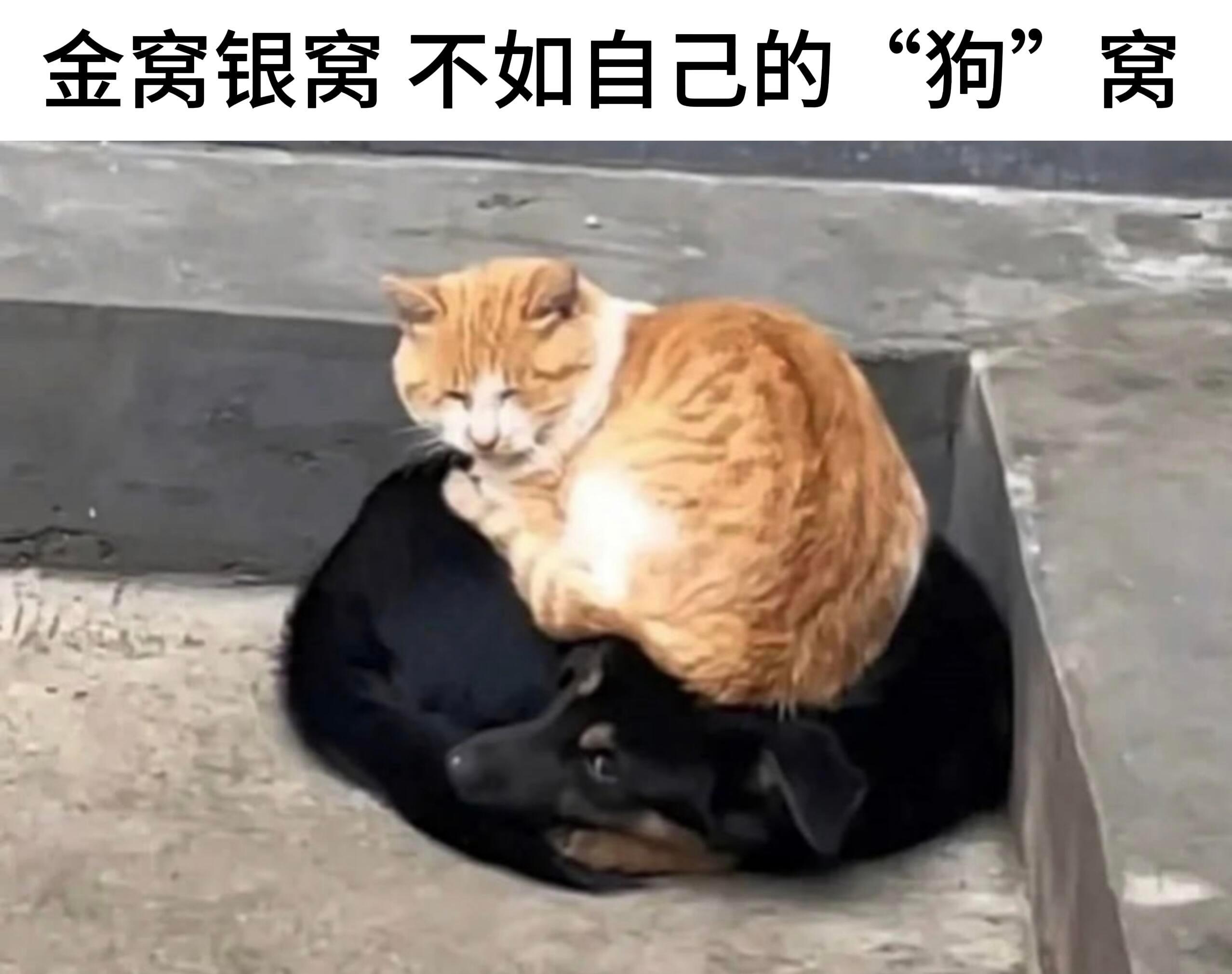 对你的人生毫无意义但很萌的猫memememe