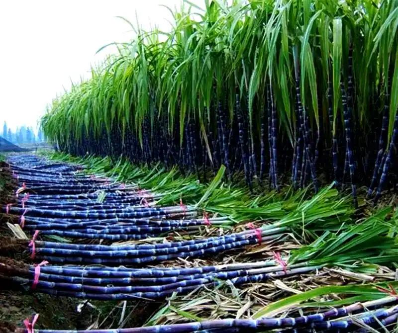 一吨大米售价4000元，一吨小麦售价2500元，而一吨甘蔗才500元，为什么广西