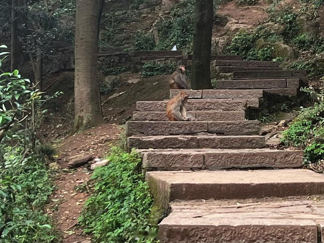 2026.8.28📍贵阳·黔灵山公园一进公园就有"猴出没"的警示牌，结果来得