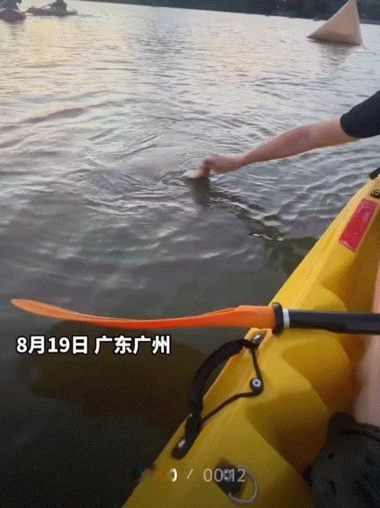 万万没有想到，广州一男子与女友在白云湖公园划桨板，本是想着游山玩水一番，结果没想