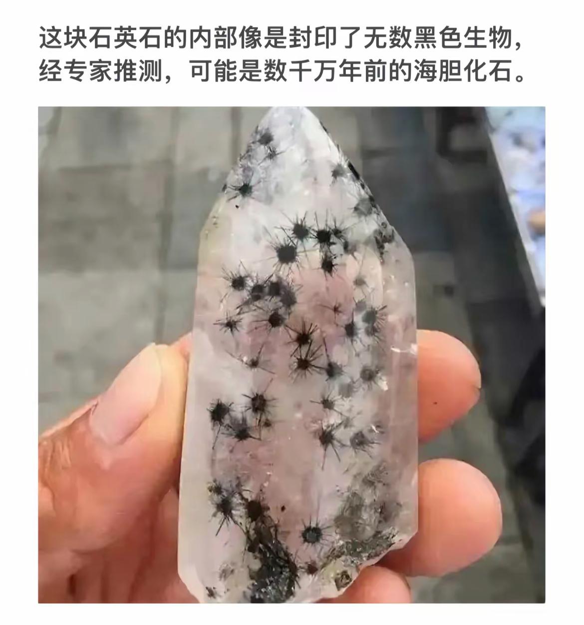 “神秘的黑色生物封印在透明石英石中，数千万年前的海胆化石？”🔍🦑