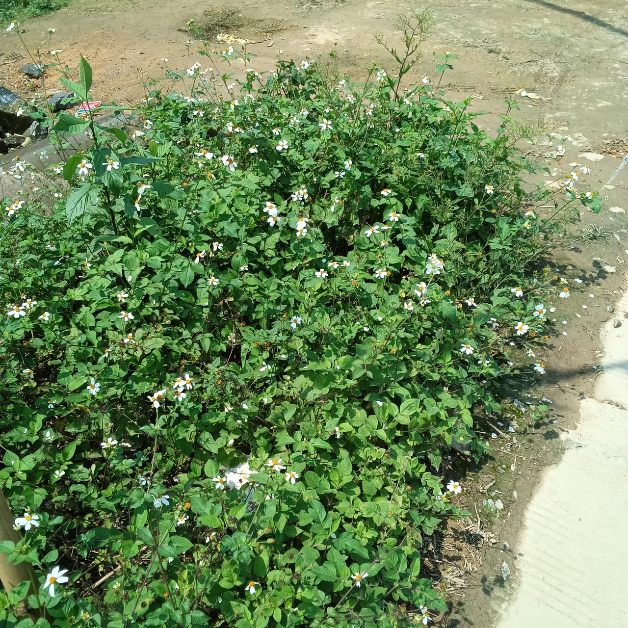 广西巴马的鬼针草小小野草大能耐来到广西巴马一周后，走访了一趟长寿村。我