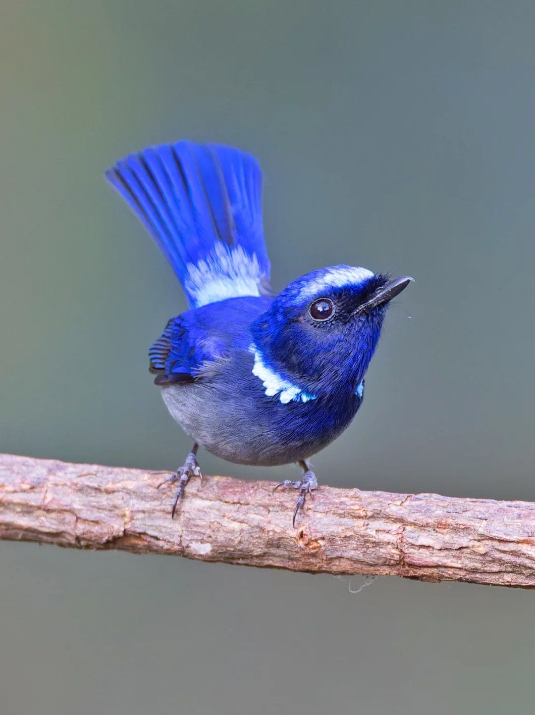 遇见亮蓝色的奇特小鸟