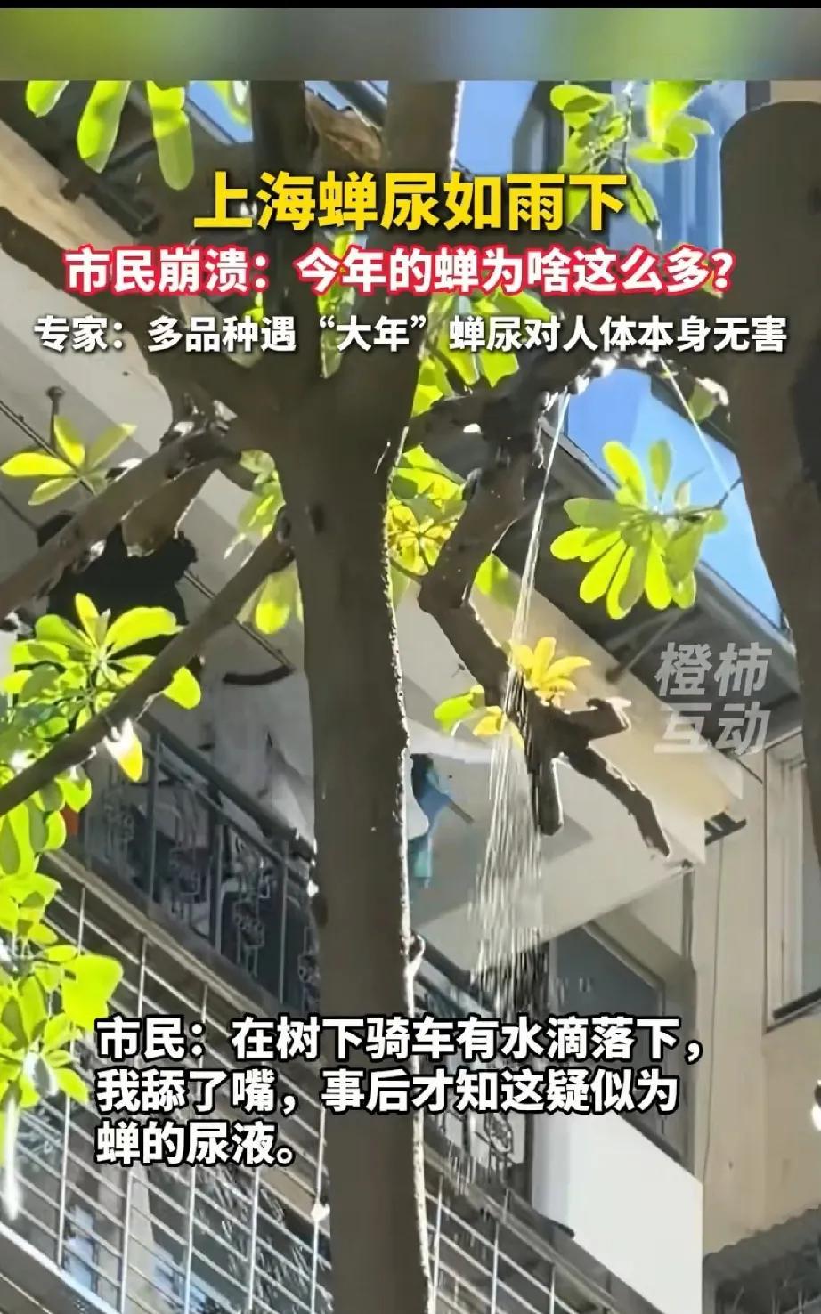 天呐，今年其他地方都喊蝉少，而在成都也很少听到蝉鸣声，但上海却爆出鸣蝉太多，蝉尿