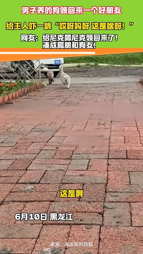 “笑岔气了！”6月10日，黑龙江一男子养的狗子不见了，喊了一声后，狗子竟跑了回来