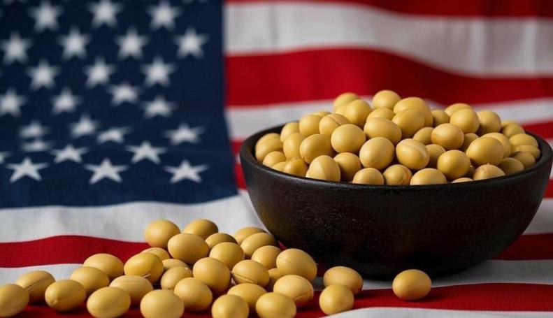 中国恢复采购美国大豆，标志中美贸易谈判真的取得实际成果。据路透社消息，中国已于1