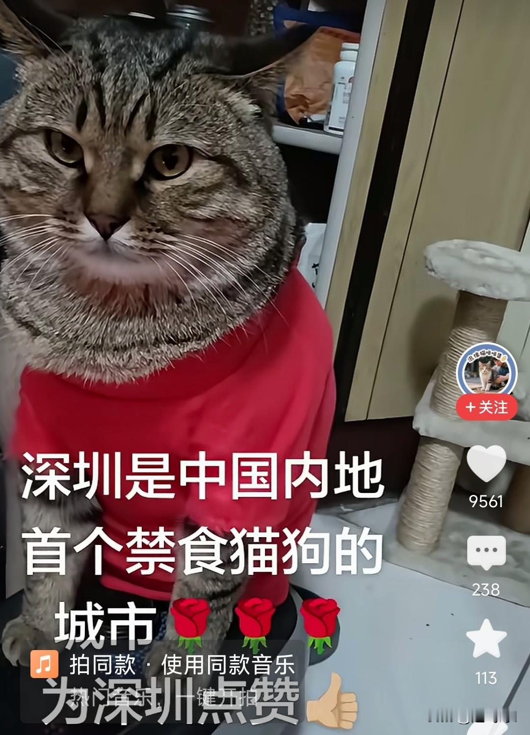 深圳是有爱的新型城市，禁食猫和宠物狗是对的，人类站在食物链的顶端不要什么都吃，供