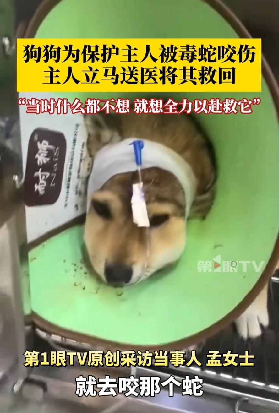 “这是来报恩的吧！”河北唐山，女子白天带着狗狗出去遛弯散步，不料，狗狗突然从后面