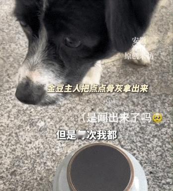 四川，一女子发视频称，自己狗子最近去世了，而它的好伙伴点点狗却一直都想找狗子玩，