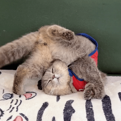 看着猫咪睡觉的姿势，好看吗？​​​