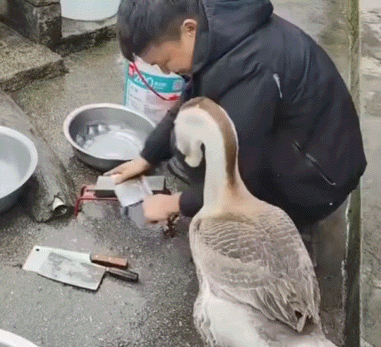 万万没有想到，贵州，一男子磨刀霍霍，准备把家中养了几年的大鹅宰来吃了。不料男子正