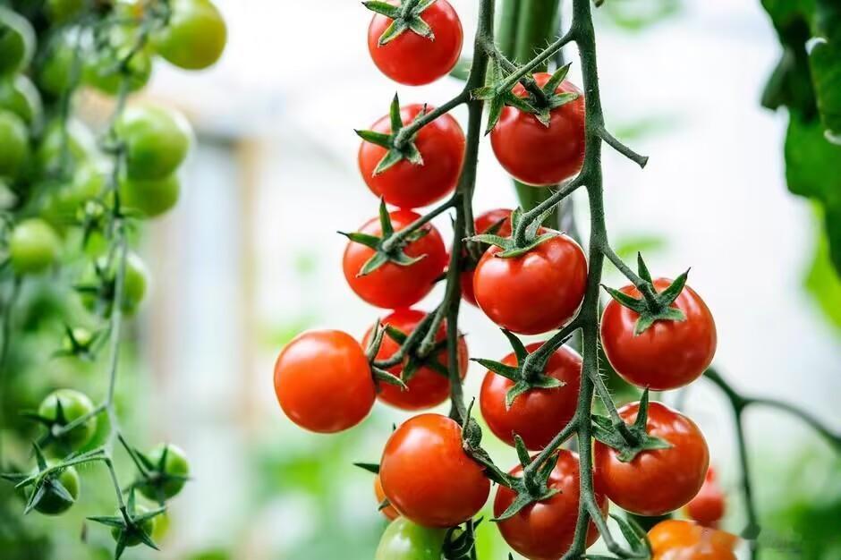 🍅关于西红柿的奇妙冷知识，你知道几个？原以为熟知的西红柿，竟藏着这么多秘密！