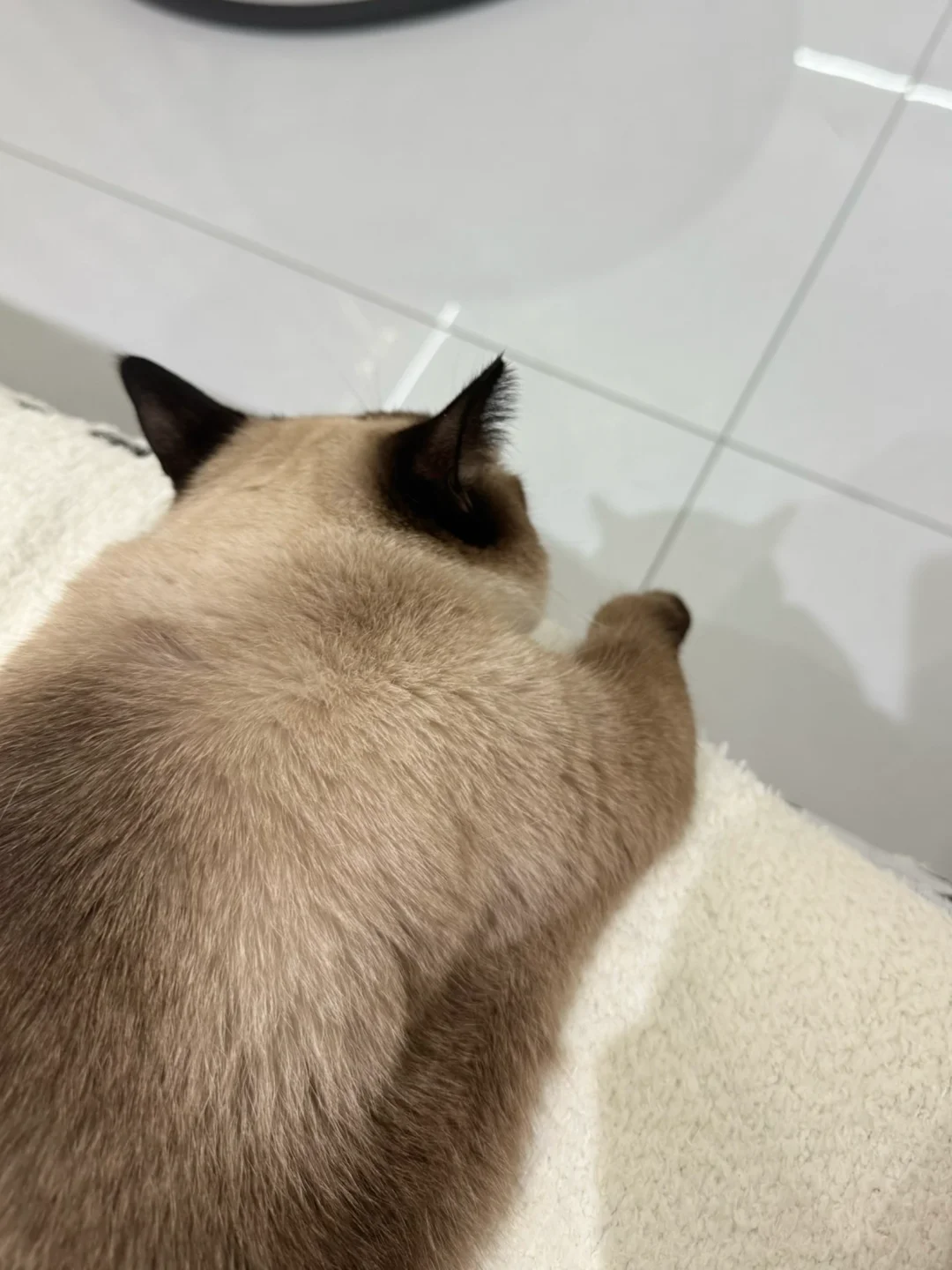 算了，和你们没猫的说不清楚