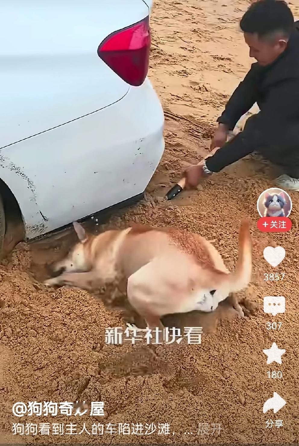 这个狗没有白养！关键时刻很靠谱主人带着家人和狗狗一起出门旅游。旅途中，车子陷进