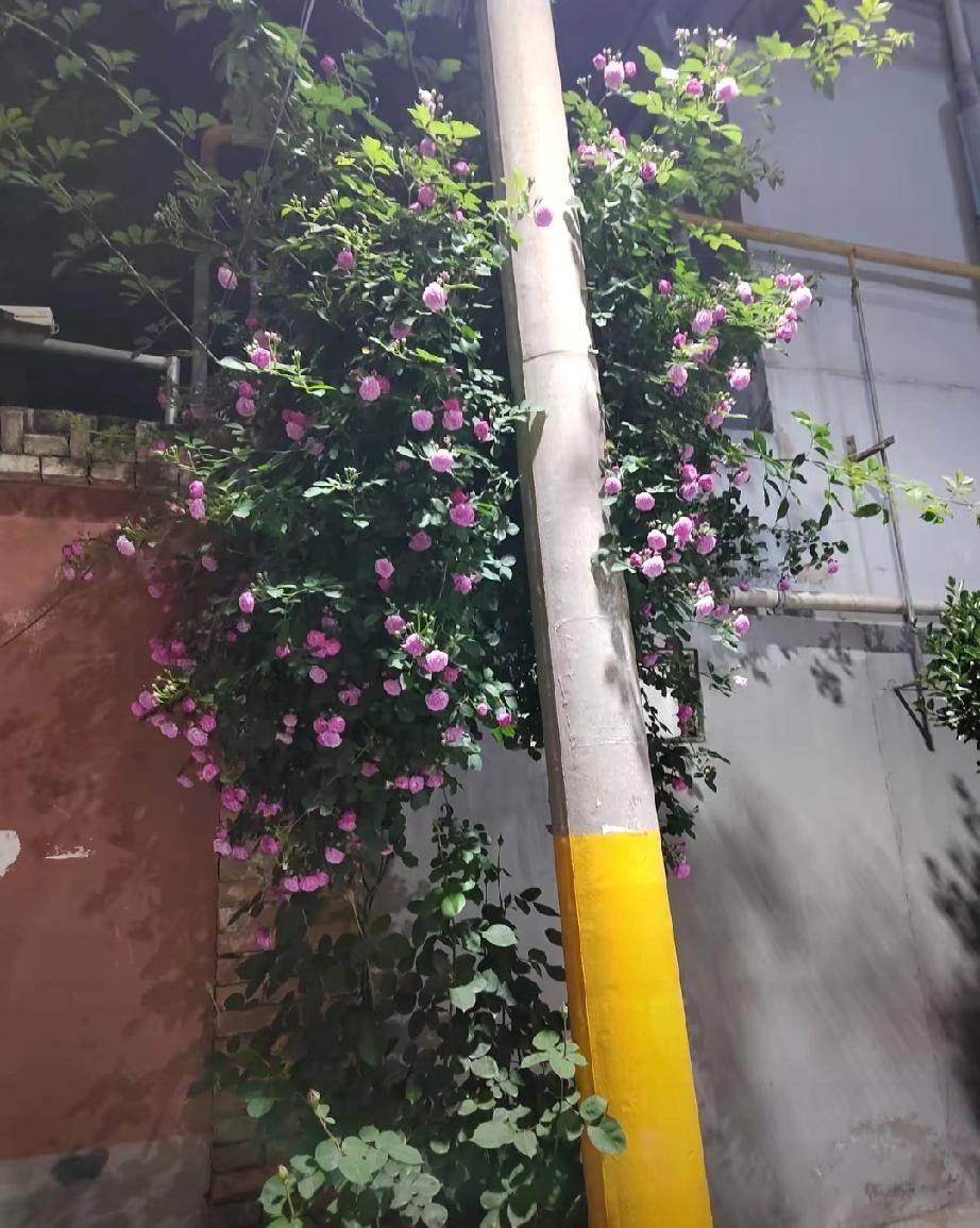 现在才明白大龄剩女嫁不出去的真正原因了。外甥女91年的，今年35岁，在中学教书