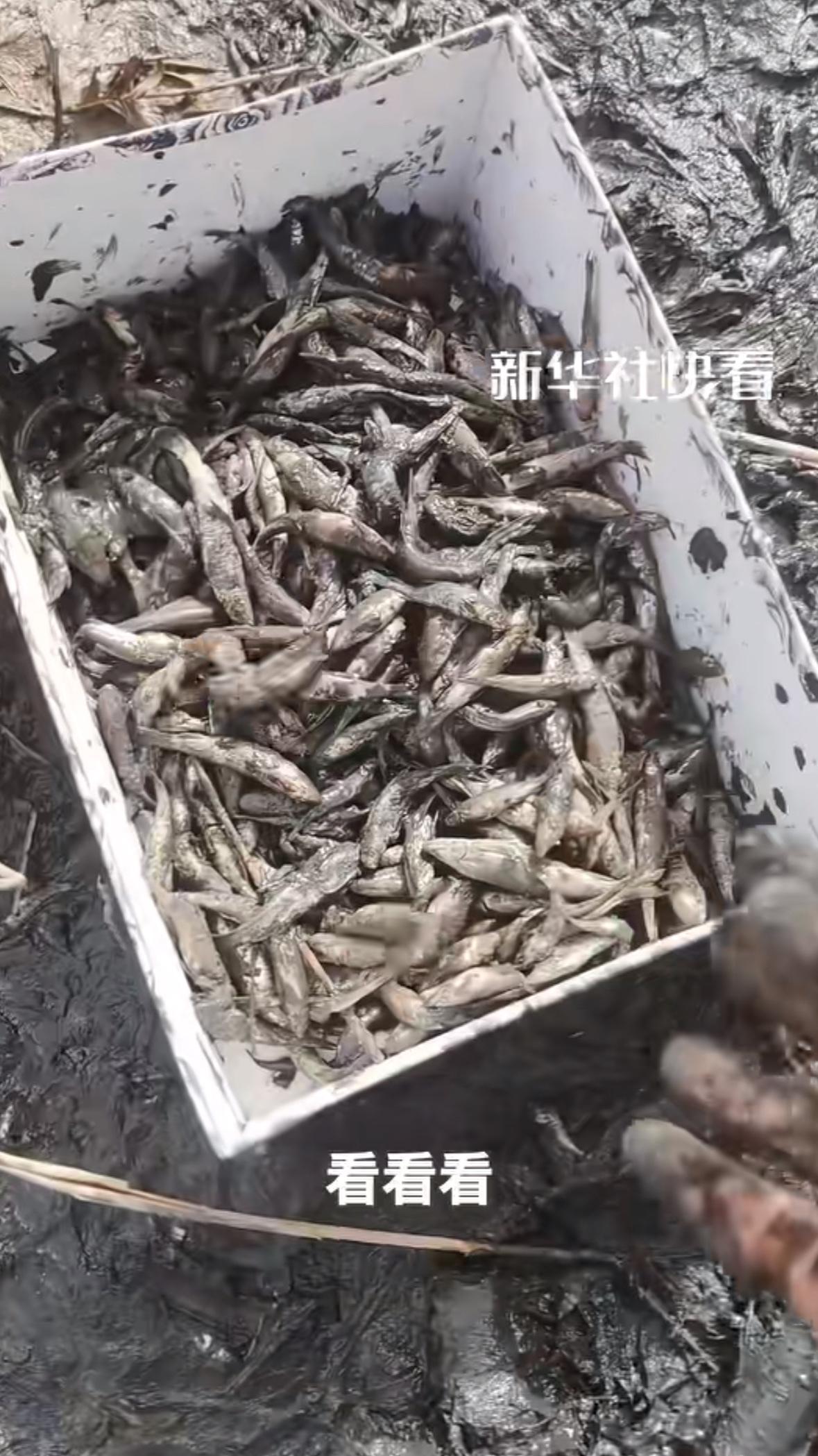 近日，新疆，女子外出游玩看胡杨林，遇到一群在淤泥中挣扎的小鱼，于是放弃游玩，舍弃