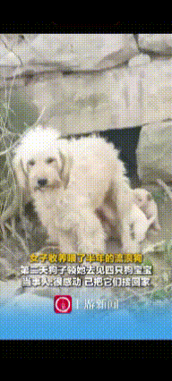“万物皆有灵！”河南，女子对怀孕的流浪狗说:“你生完小狗，能不能给我送一只过来